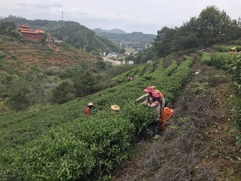 茶叶基地