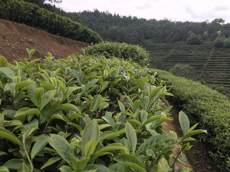 茶叶基地