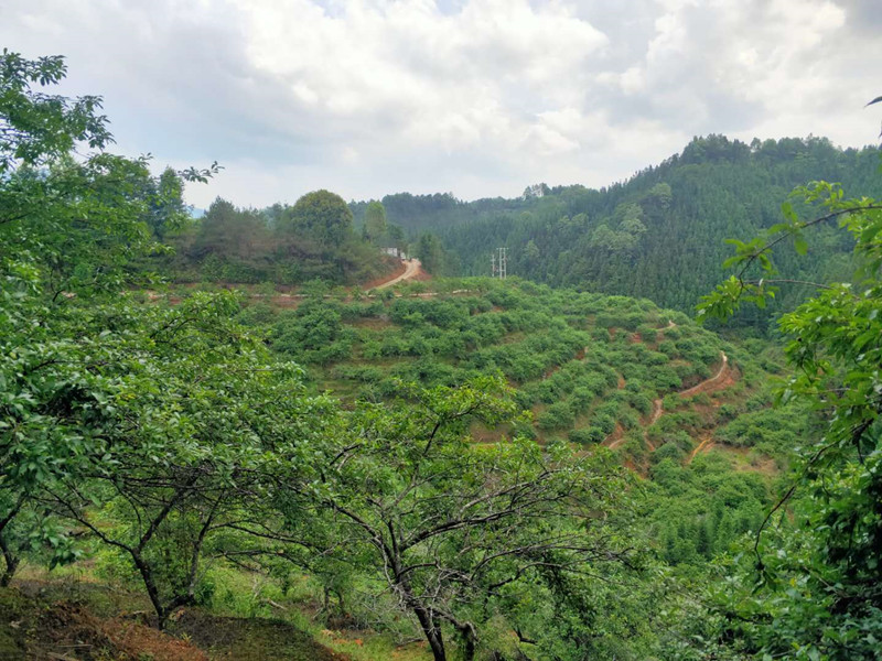 茶叶基地