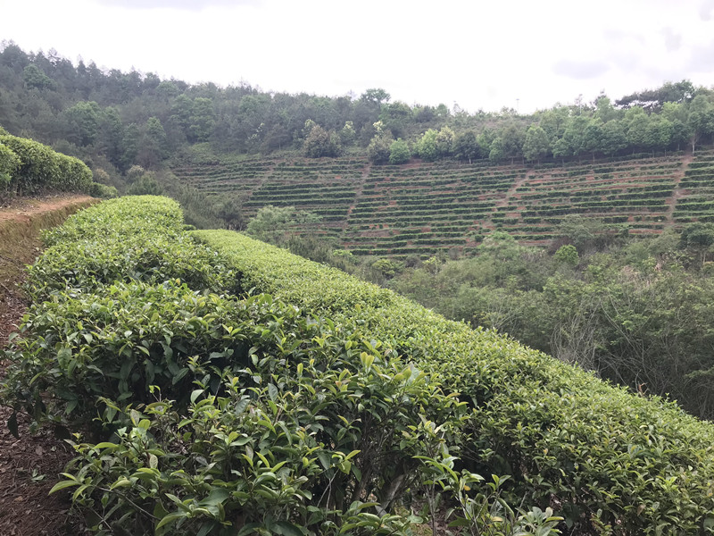 茶叶基地