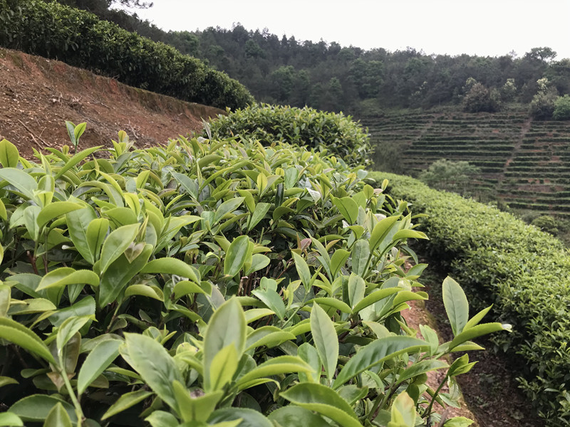 茶叶基地
