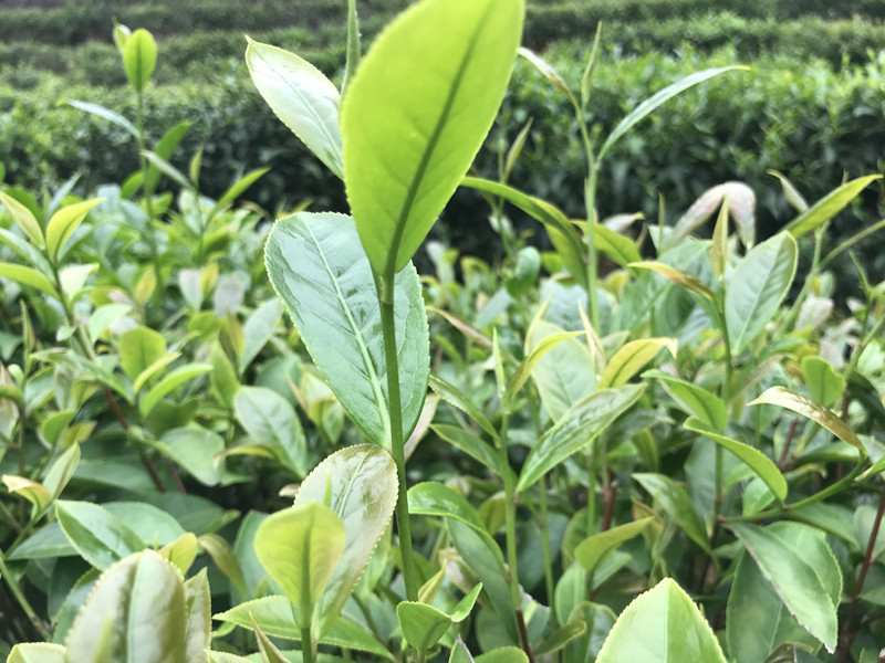 茶叶基地