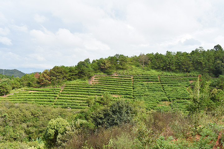 茶叶基地