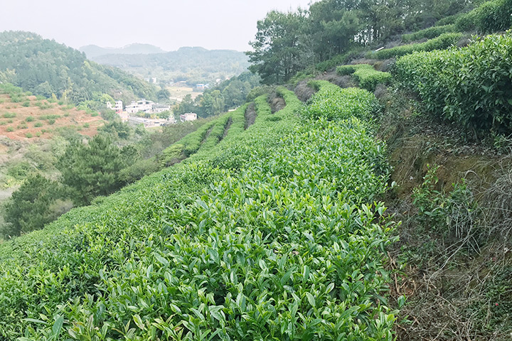 茶叶基地