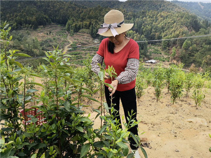 采春茶