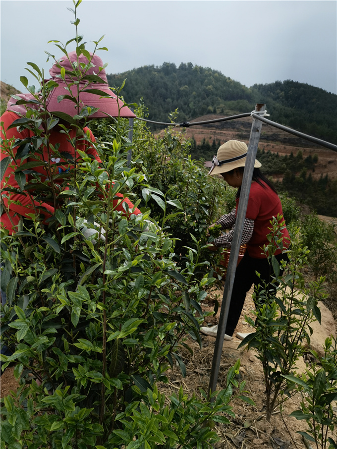 采春茶