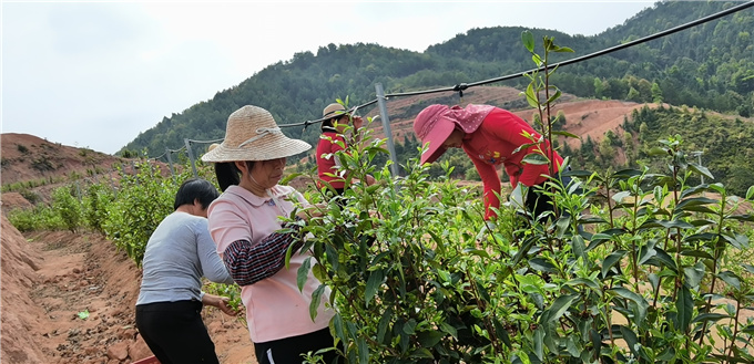 采春茶