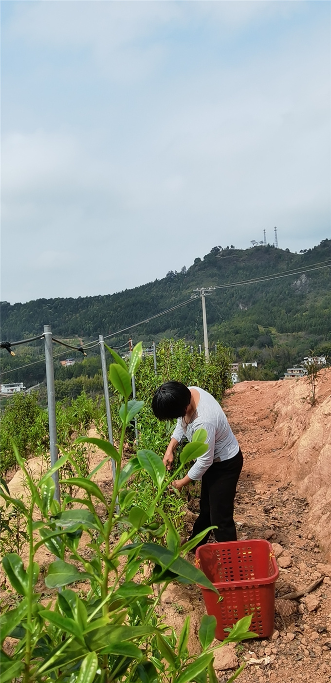 采春茶