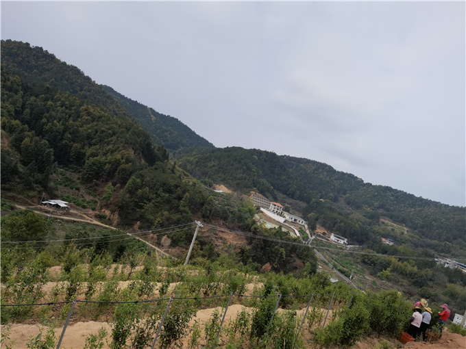 采春茶